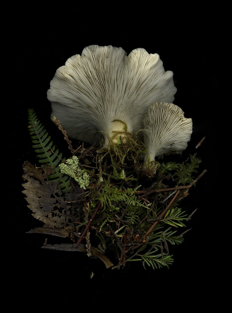 Julya Hajnoczky, Pleurotus ostreatus, 2022