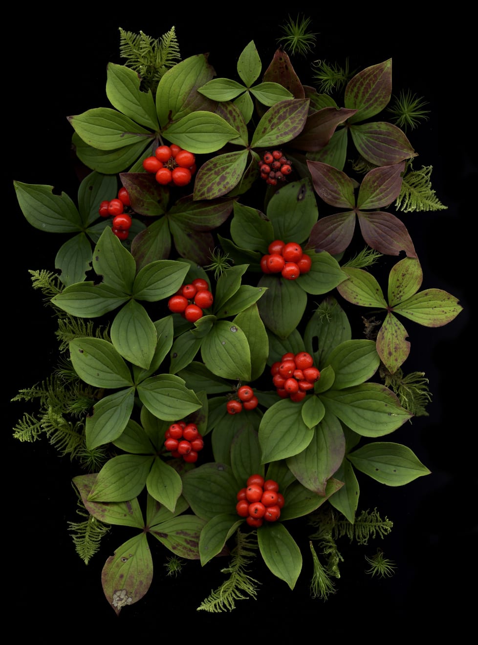 Julya Hajnoczky, Cornus canadensis 2, 2023