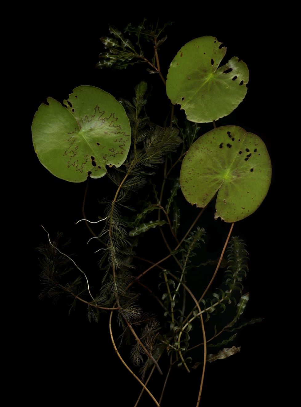Julya Hajnoczky, Potamogeton crispus, 2022