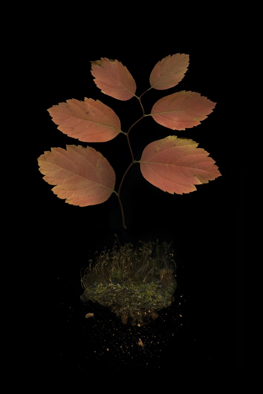 Julya Hajnoczky, Spirea betulifolia, 2020