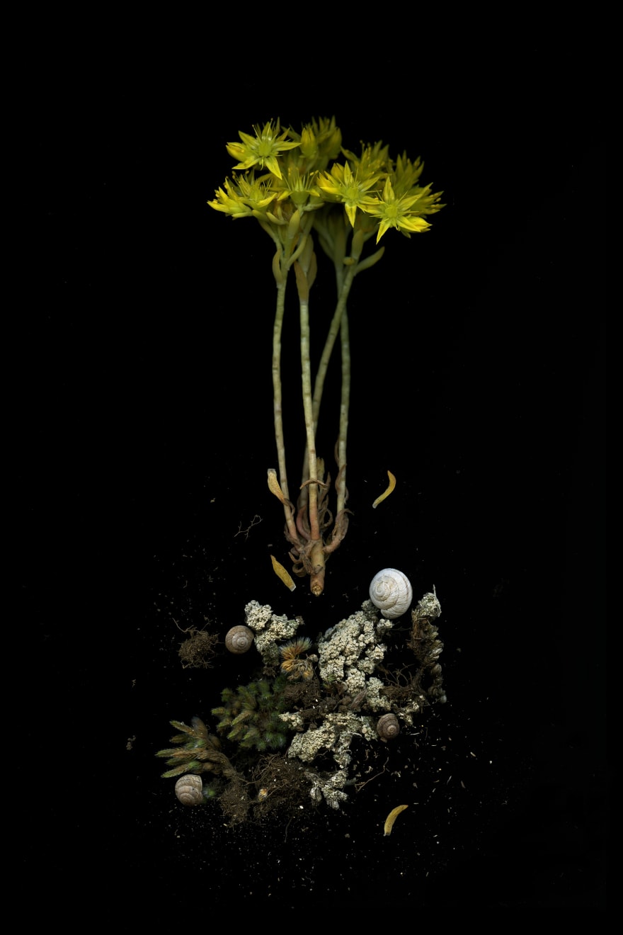 Julya Hajnoczky, Sedum lanceolatum, 2020