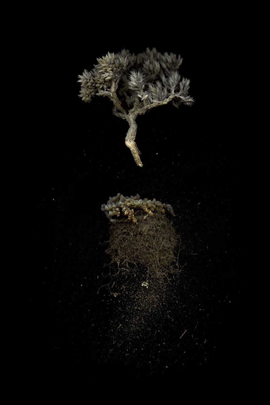 Julya Hajnoczky, Selaginella densa, 2022