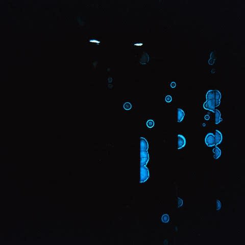 Bryce Krynski, ojos, 2024