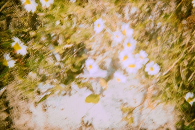 Bryce Krynski, daisies, 2025