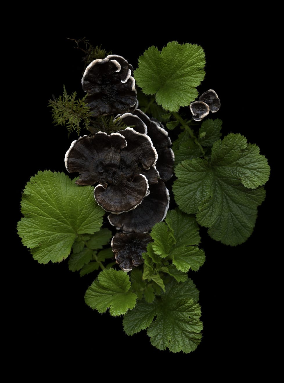Julya Hajnoczky, Thelephora terrestris, 2021