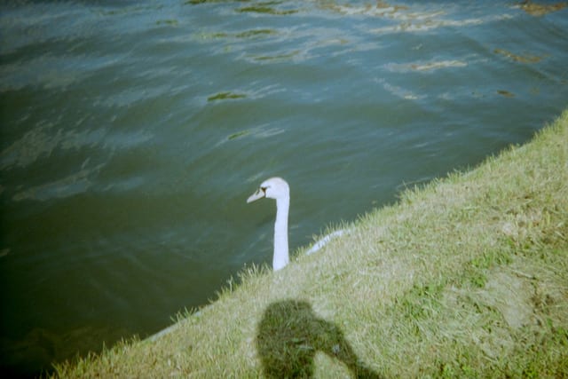 Bryce Krynski, white swan black swan, 2025