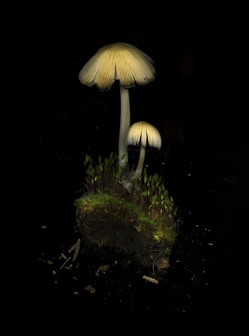 Julya Hajnoczky, Coprinellus micaceus 3, 2022