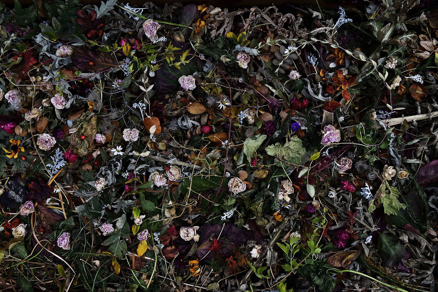 Rocio Graham, When I Think of Home #9 (Lougheed House Portrait), 2021