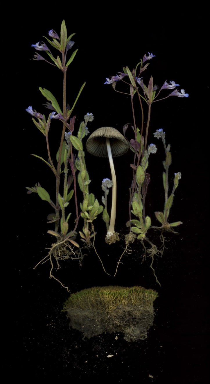 Julya Hajnoczky, Coprinellus micaceus 1, 2022