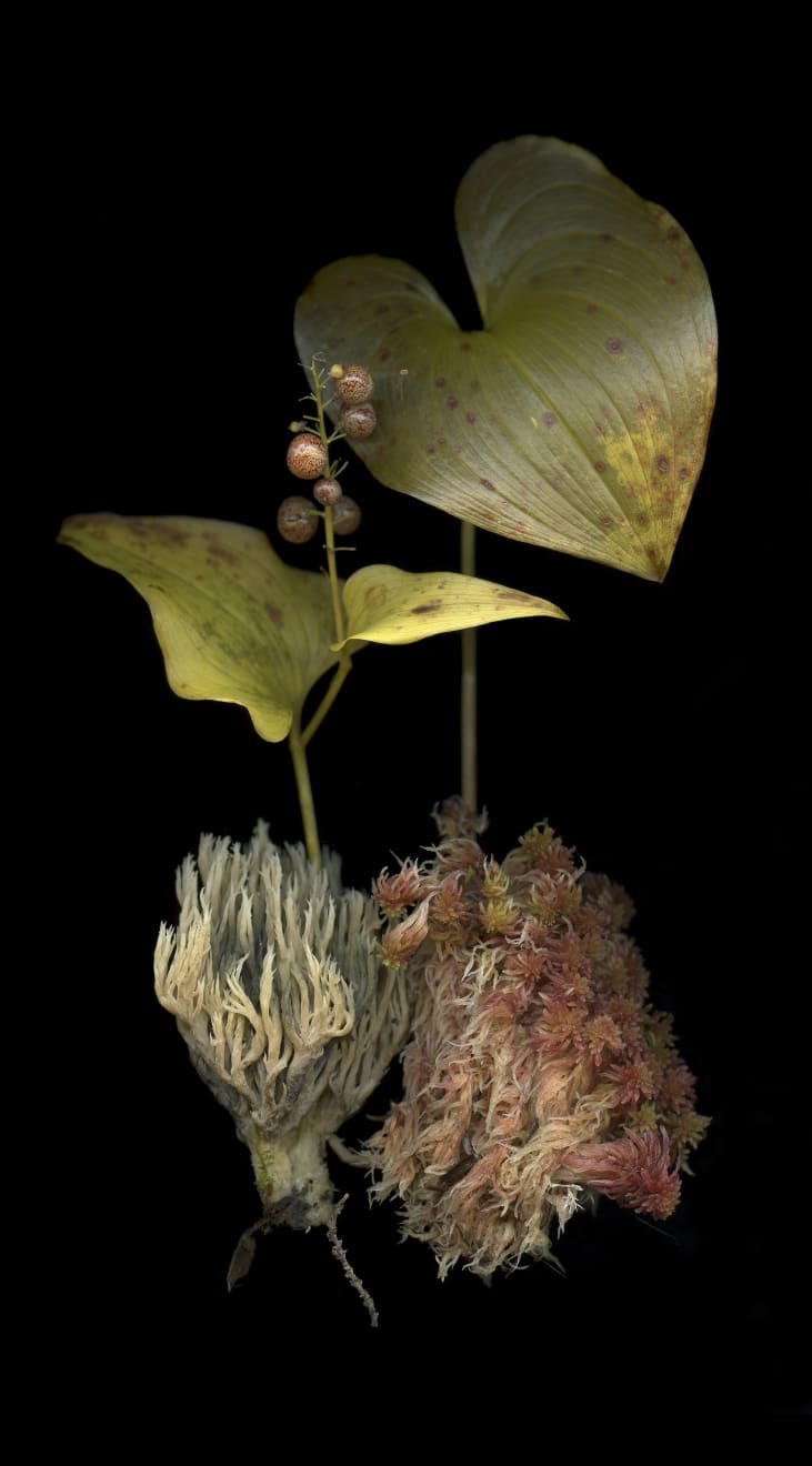 Julya Hajnoczky, Xylaria Hypoxylon, 2022