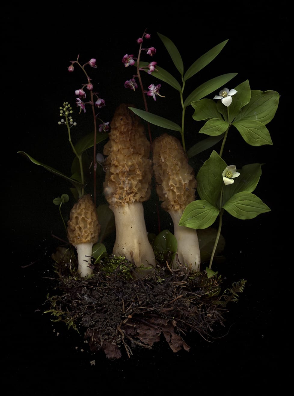 Julya Hajnoczky, Morchella esculenta 2, 2021