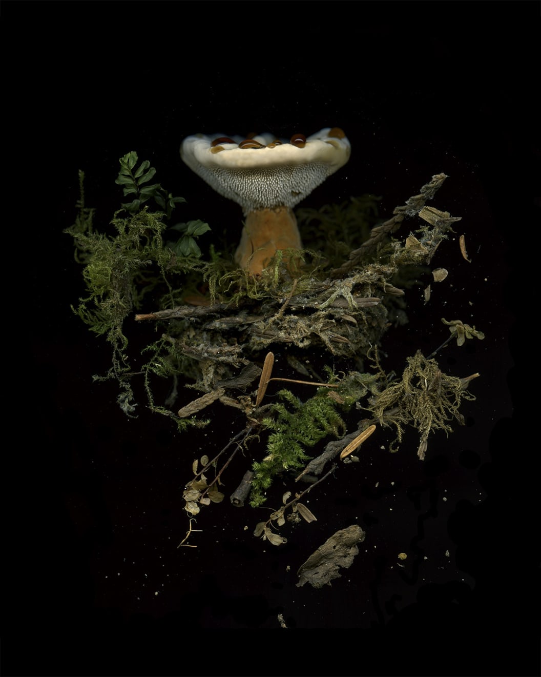 Julya Hajnoczky, Hydnellum aurantiacum, 2022