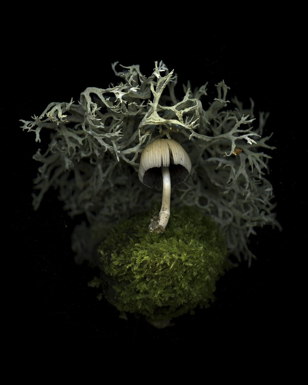 Julya Hajnoczky, Coprinellus micaceus 2, 2022