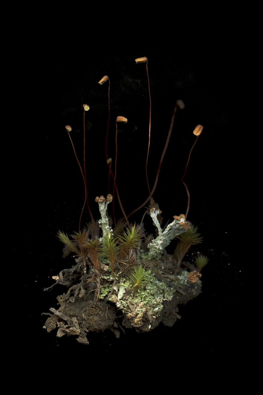 Julya Hajnoczky, Polytrichum juniperinum, 2020