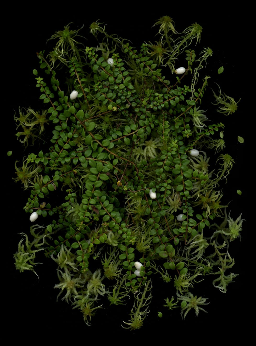 Julya Hajnoczky, Gaultheria hispidula, 2023