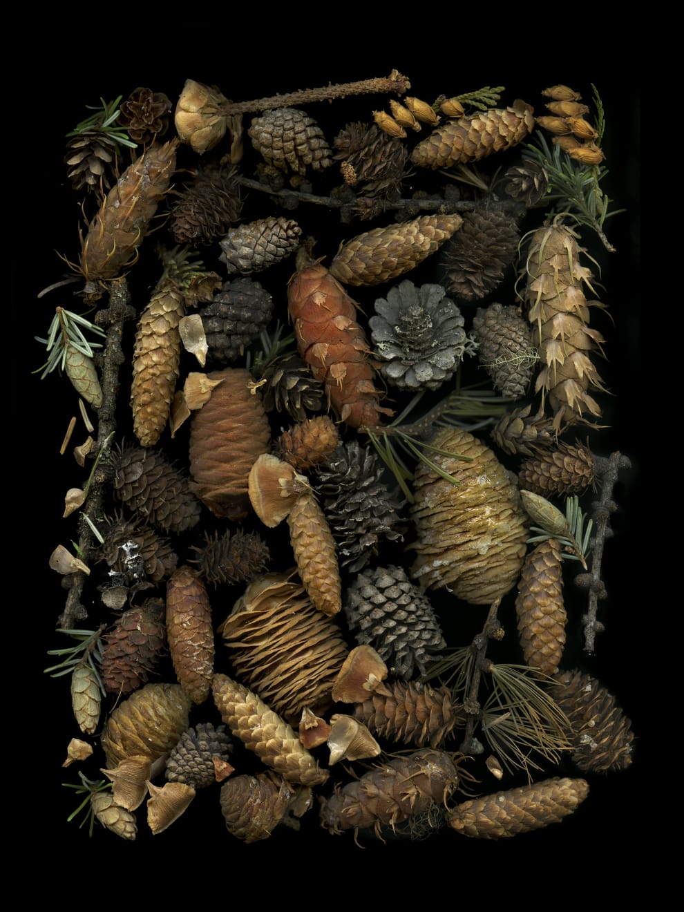 Julya Hajnoczky, Abies grandis, 2020