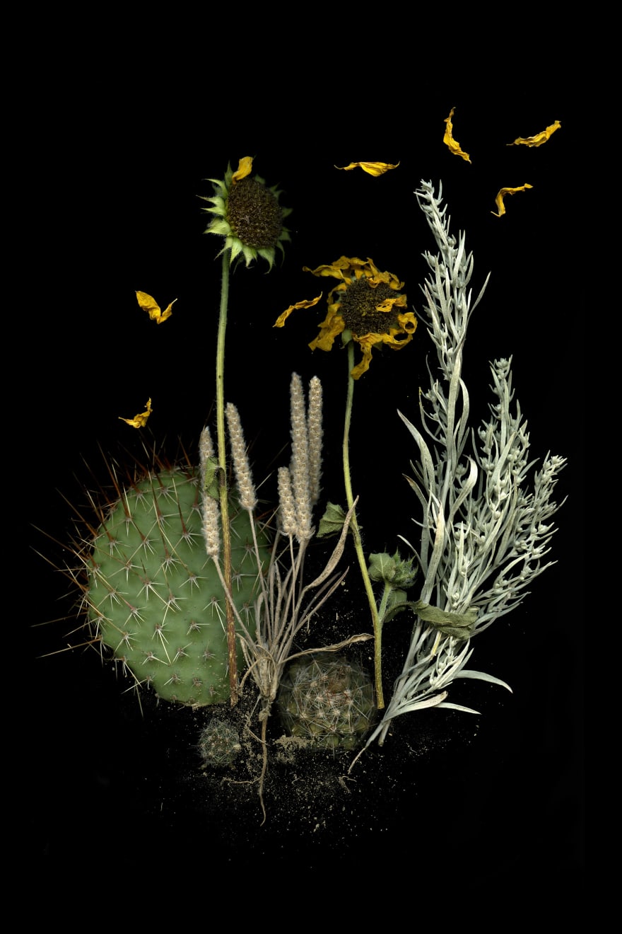 Julya Hajnoczky, Escobaria vivipara, 2020