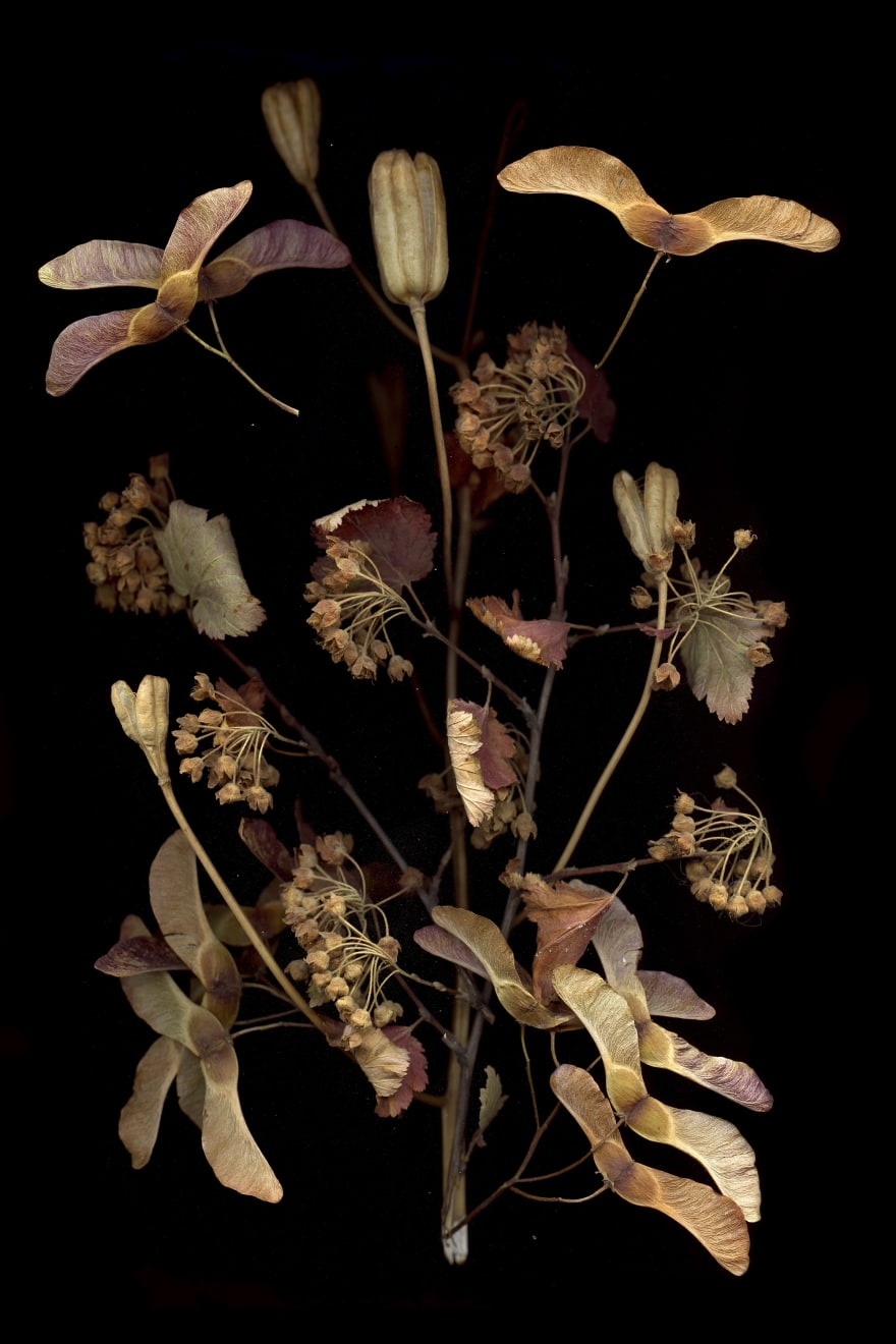 Julya Hajnoczky, Physocarpus opulifolius, 2022