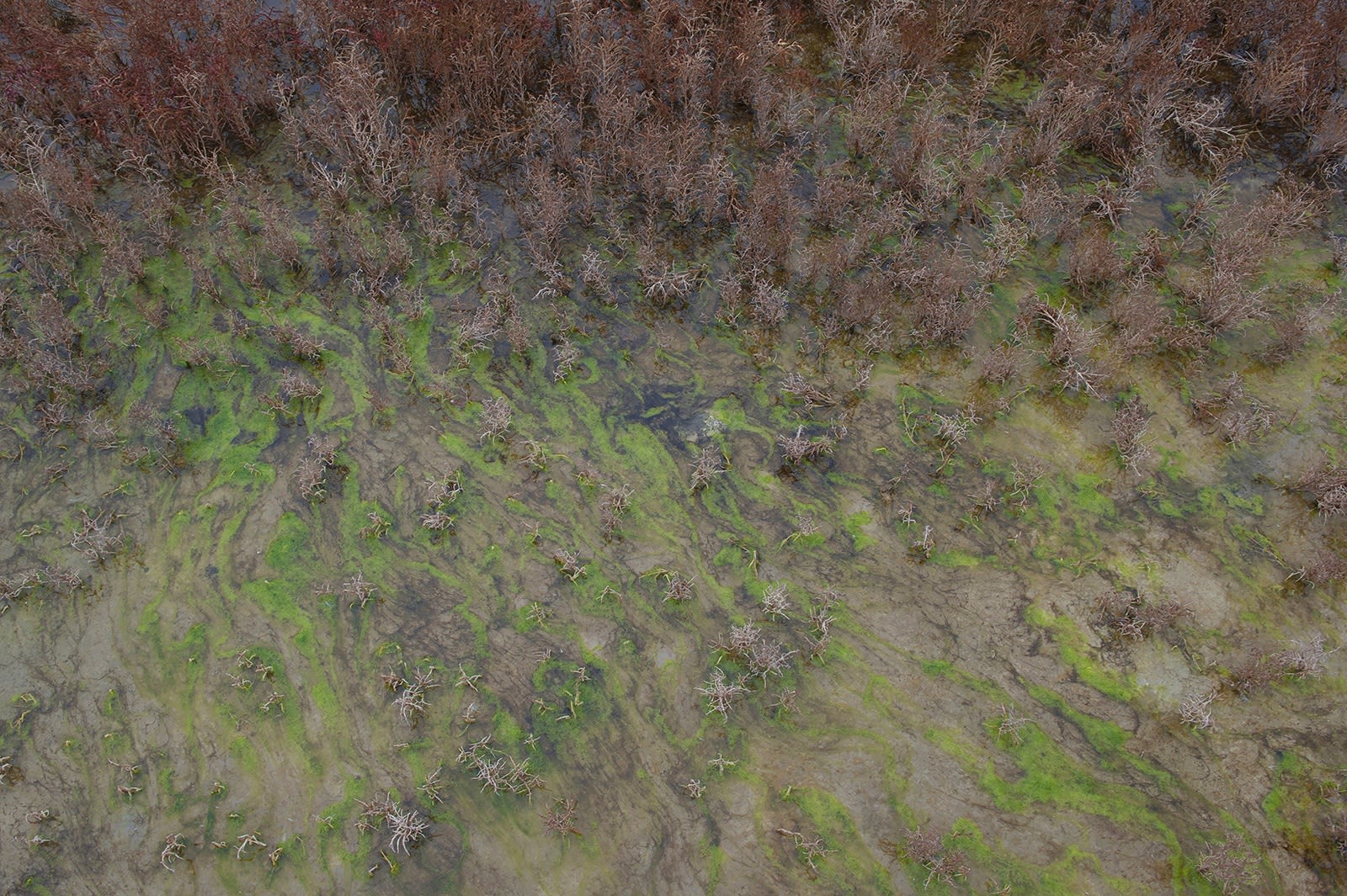 Evgeniya Strygina, Living Nature - 01, 2016