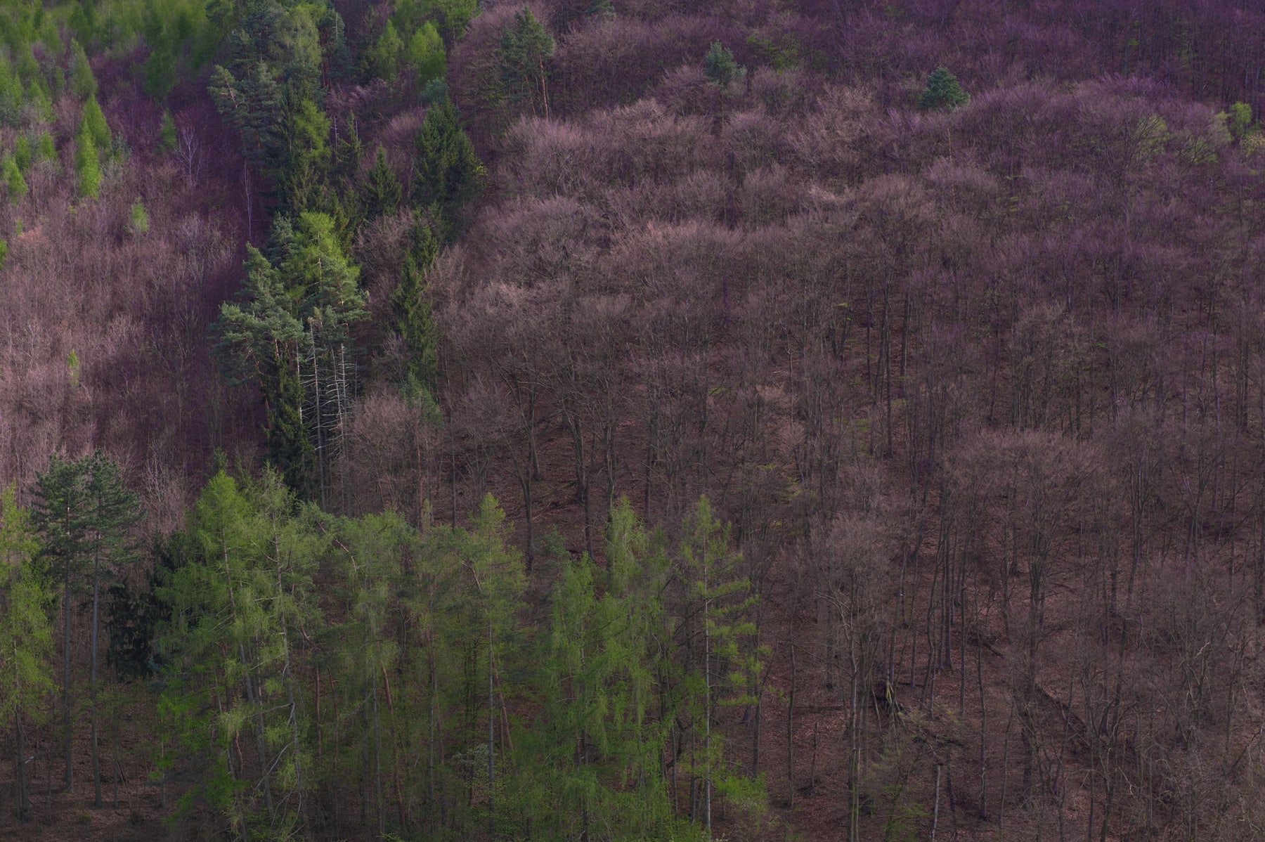 Evgeniya Strygina, Living Nature - 12, 2017