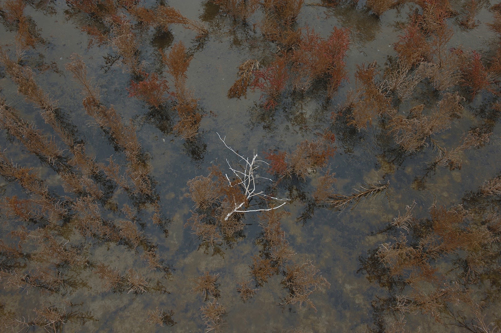 Evgeniya Strygina, Living Nature - 02, 2016