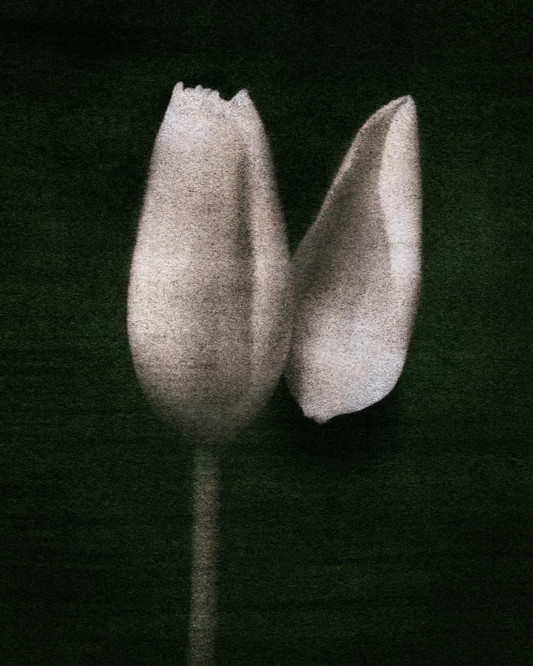 Shelley Kirkwood, Single Tulip 4, 2025