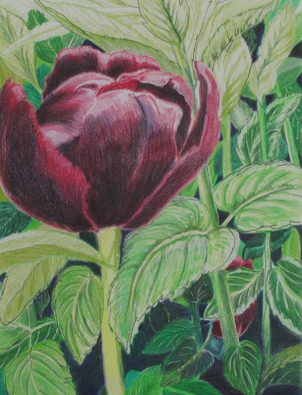 beatriXbraun, grosse Tulpe, 2015