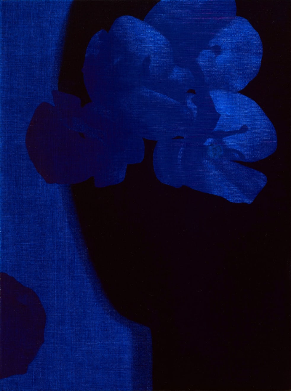 Brooke Fitzsimons, SHADOW (bougainvillea), 2023