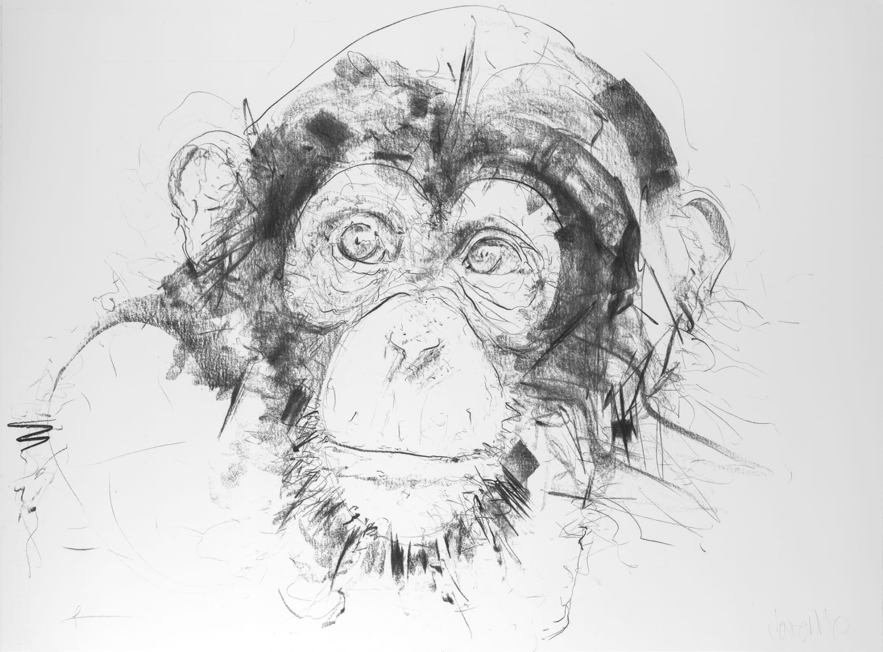 Chimp V, 2017