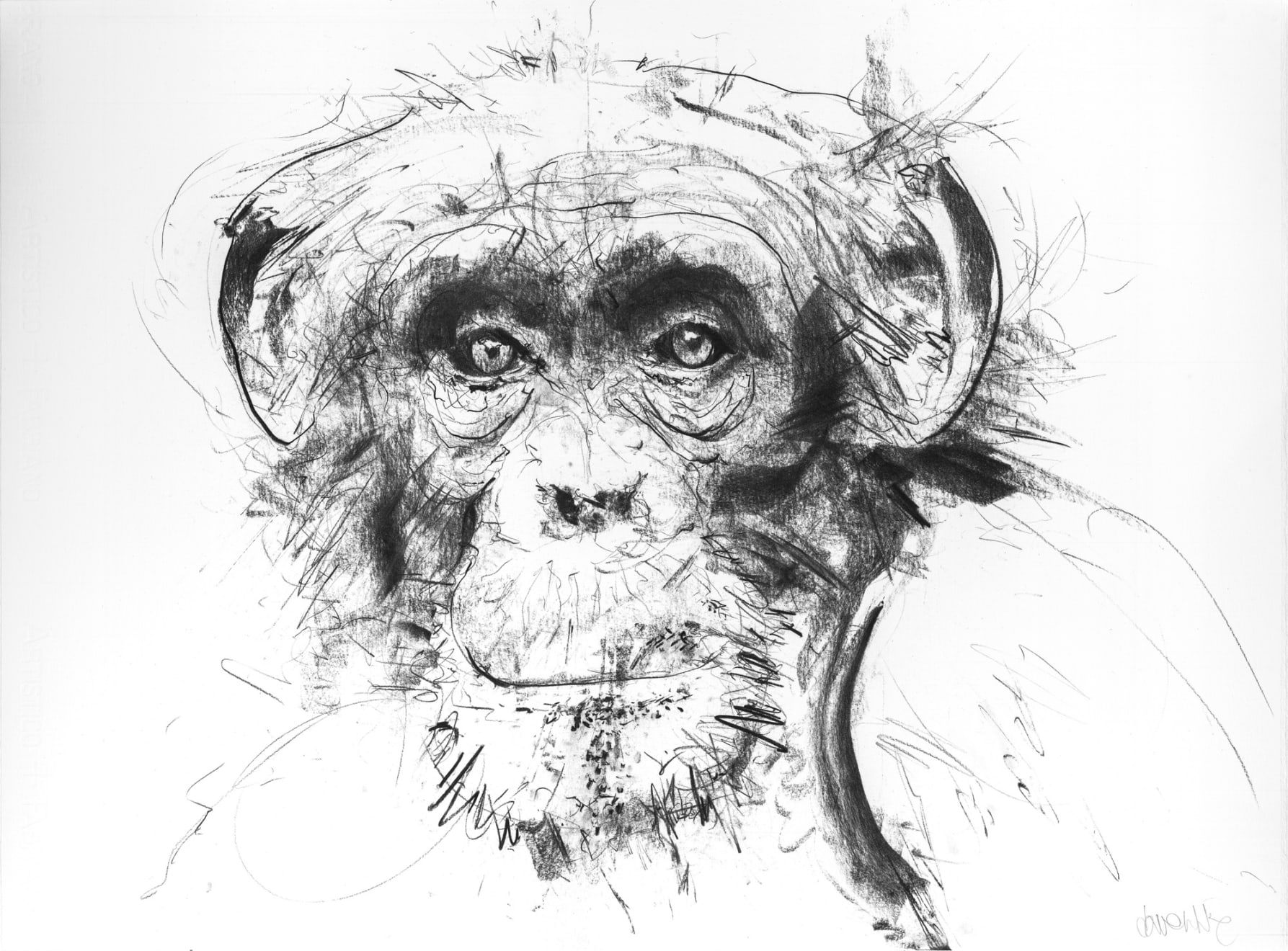 Chimp II, 2017