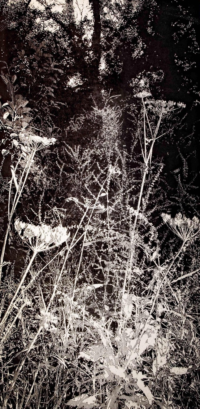 Trevor Price, Wild Chervil, 2025