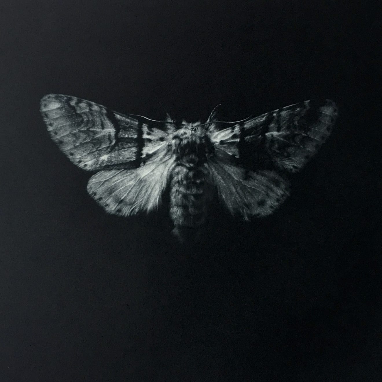 Sarah Gillespie, Sallow Kitten Moth , 2019