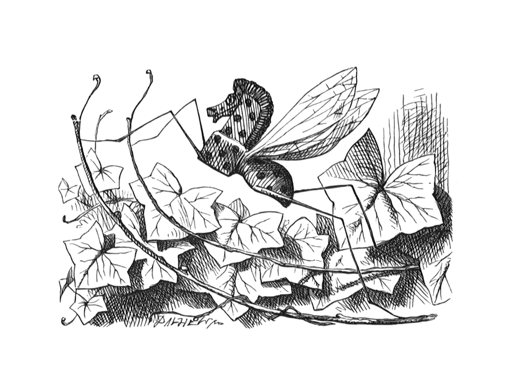 John Tenniel, 'half way up that bush, you'll see a Rocking-horse-fly, if you look'