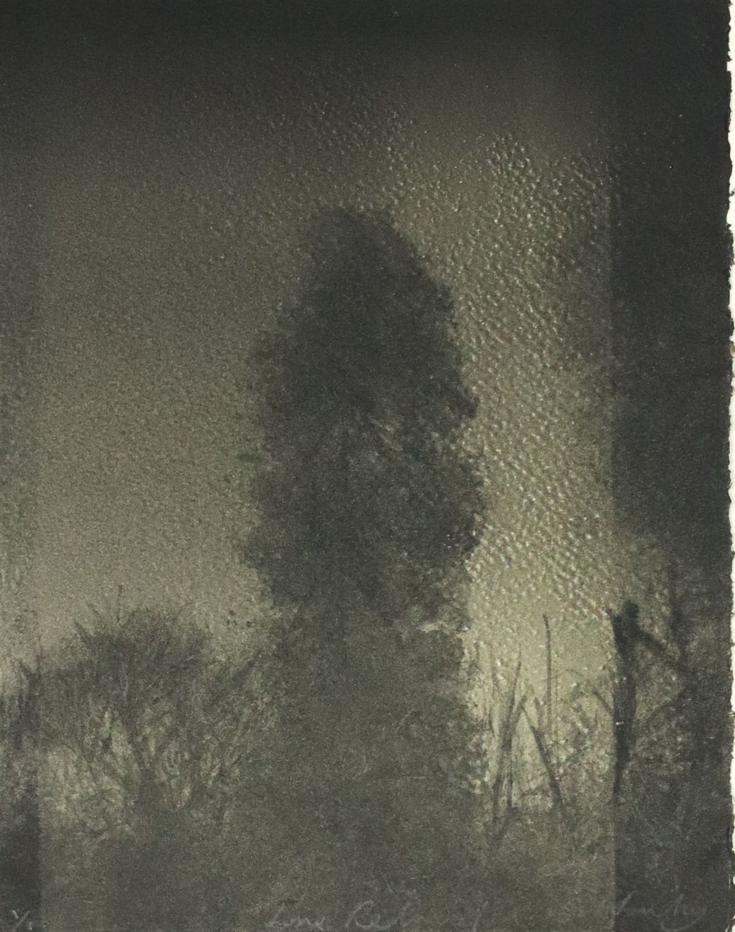 Fiona Fouhy, Lone Redwood, 2024