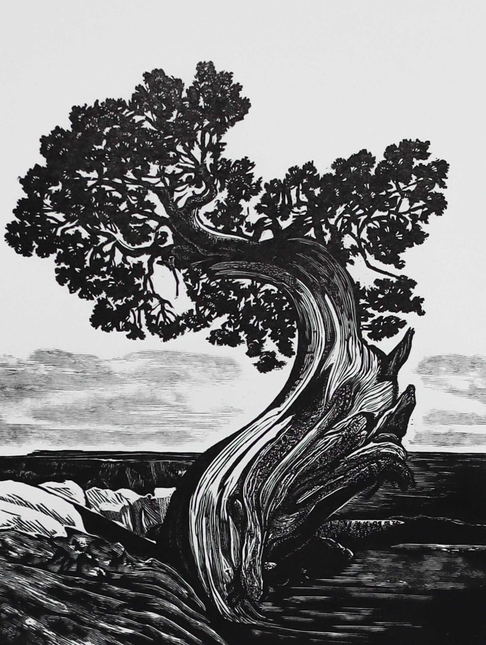 Blaze Cyan, Qilian Juniper, 2025