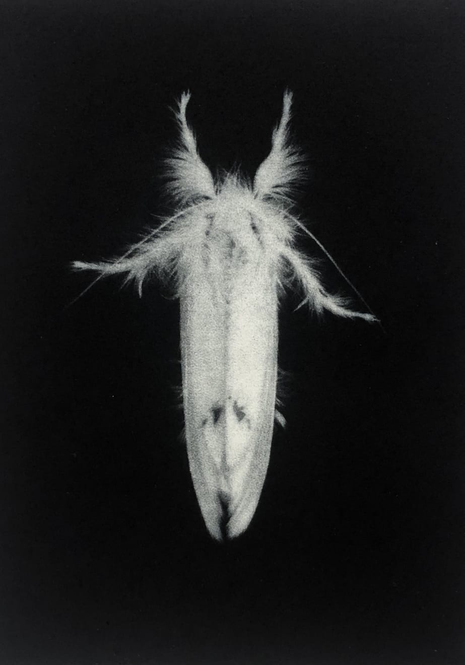 Sarah Gillespie, Yellow Tail Moth , 2019