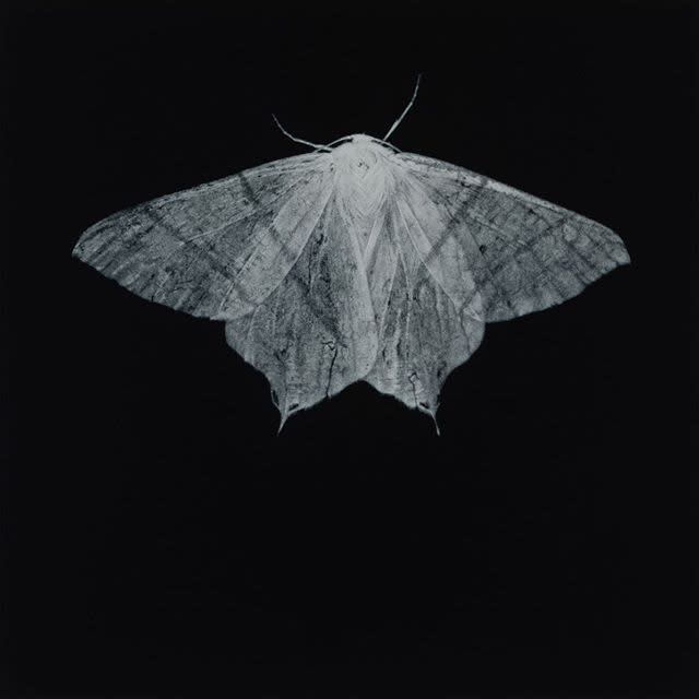 Sarah Gillespie, Swallow-tailed Moth, 2020