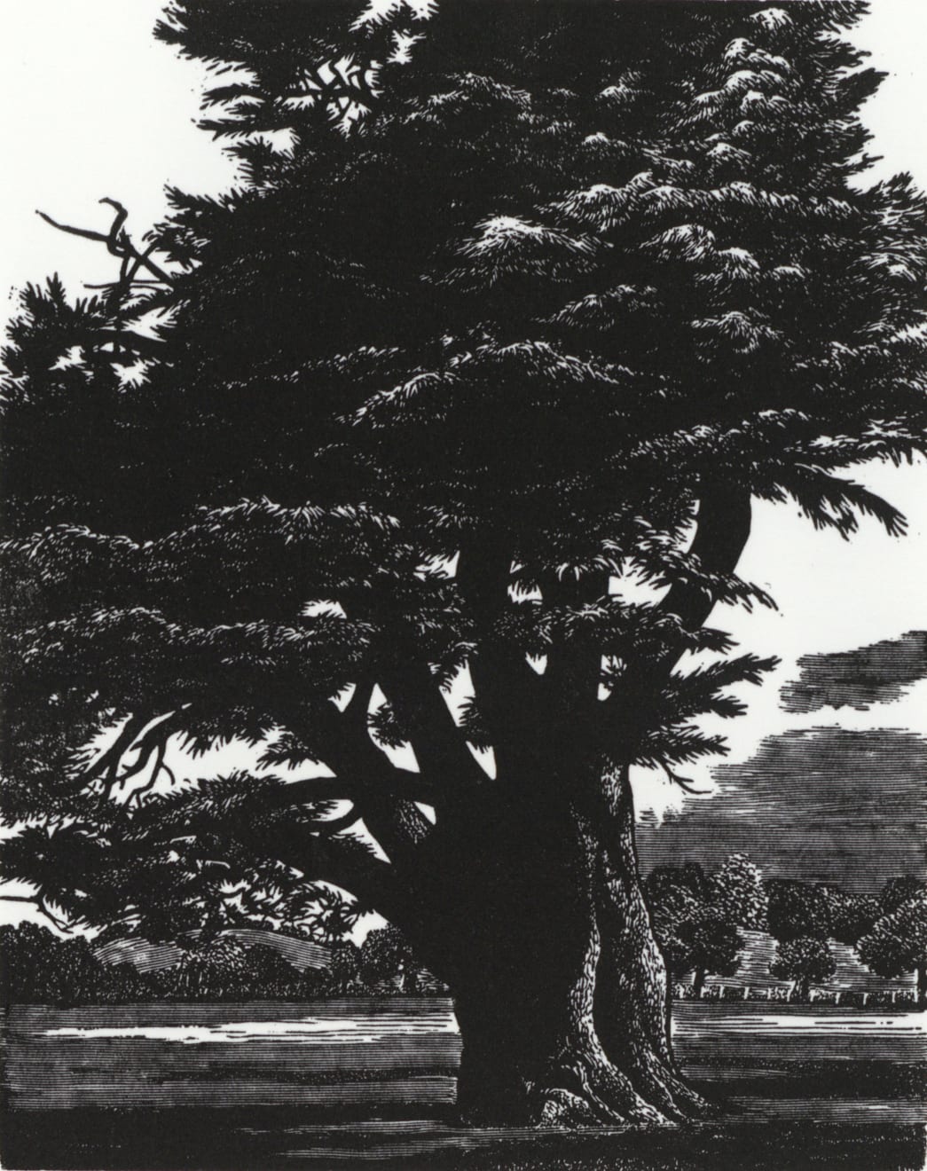 Blaze Cyan, Cedar of Lebanon at Fonthill, 2023