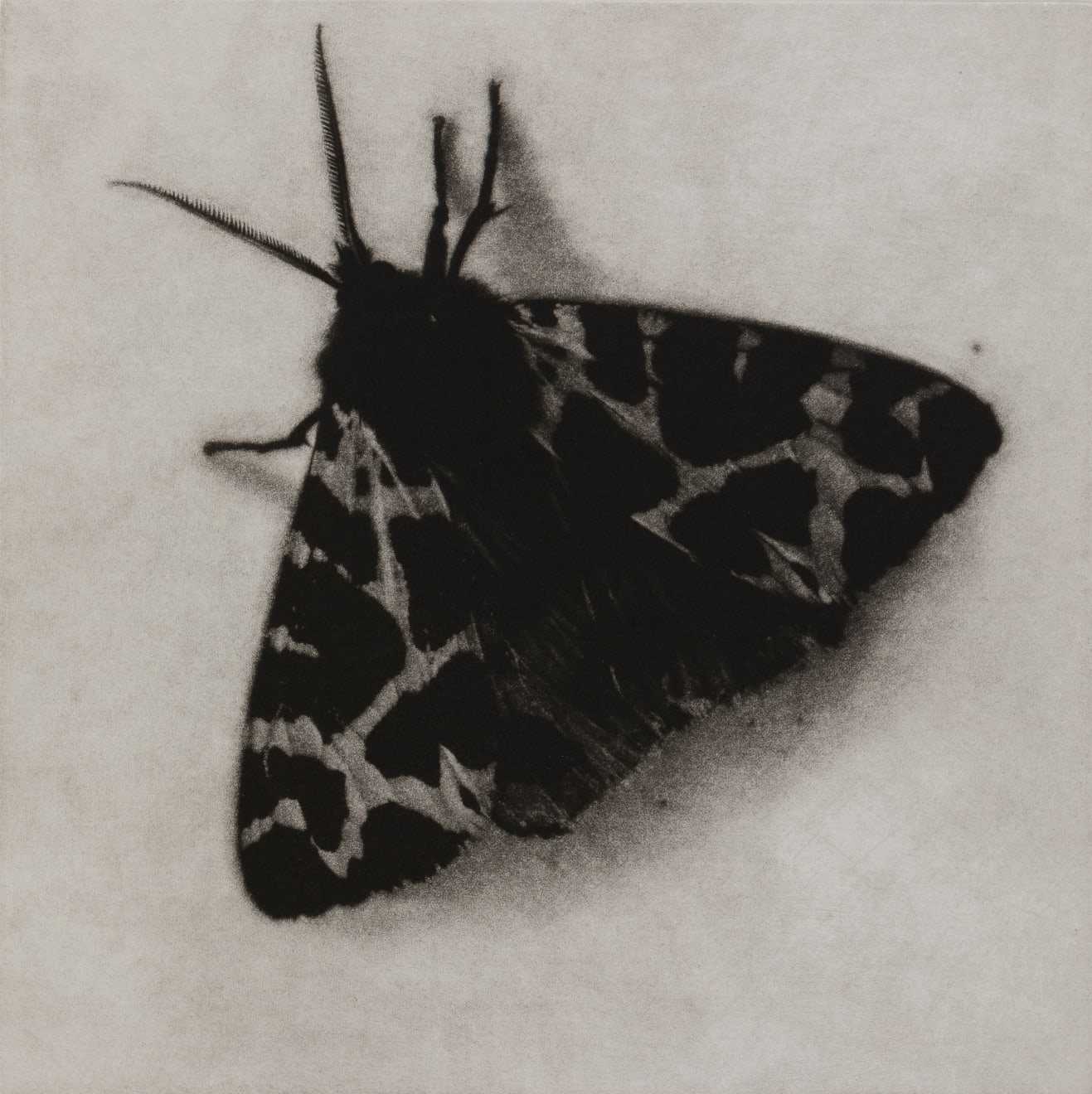 Sarah Gillespie, Garden Tiger Moth, 2019