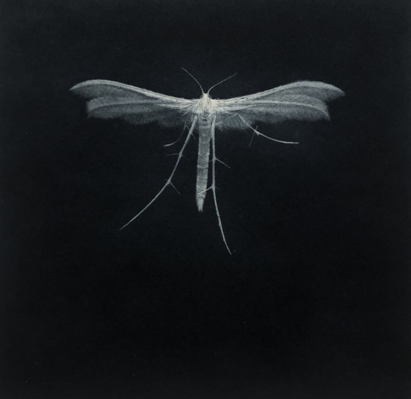 Sarah Gillespie, White Plume Moth, 2019