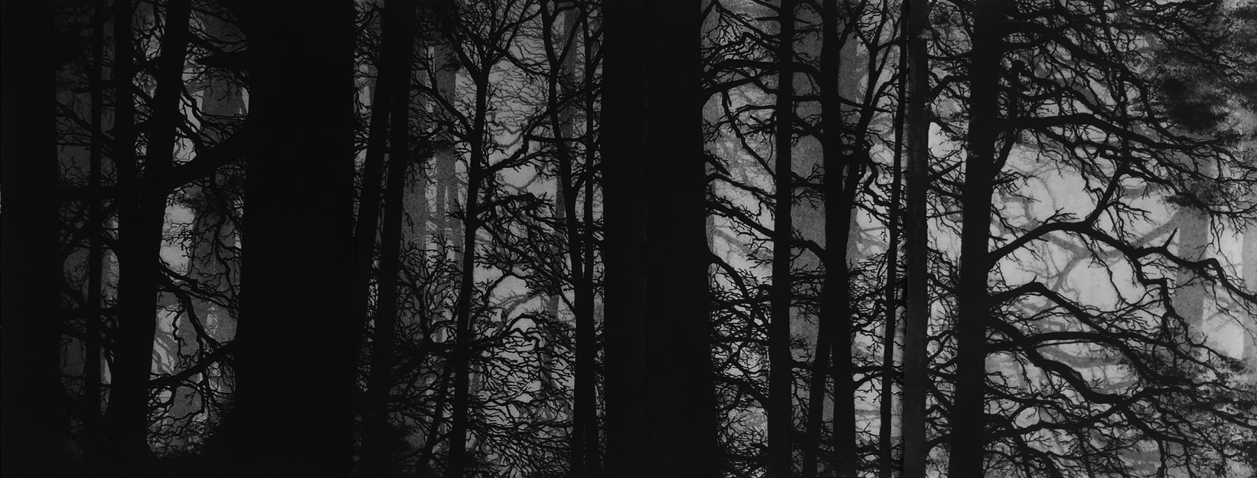 Blaze Cyan, Wellington Woods , 2016