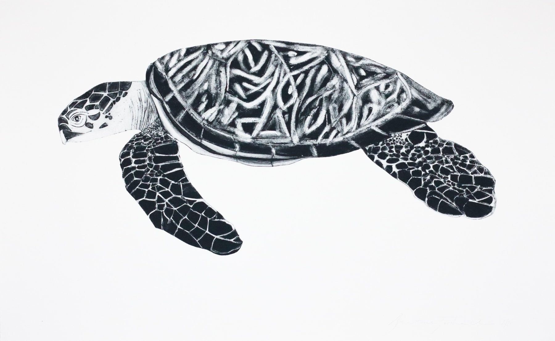 Beatrice Forshall, Hawksbill Turtle II
