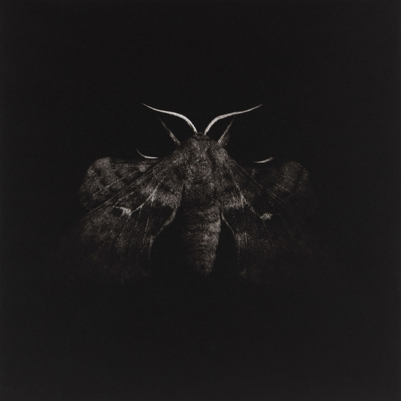 Sarah Gillespie, Poplar Hawk Moth, 2019