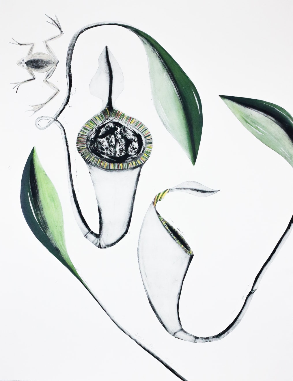 Beatrice Forshall, Attenborough’s Pitcher Plant