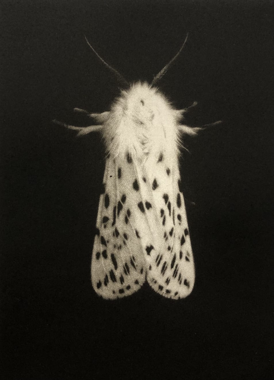 Sarah Gillespie, White Ermine Moth, 2019