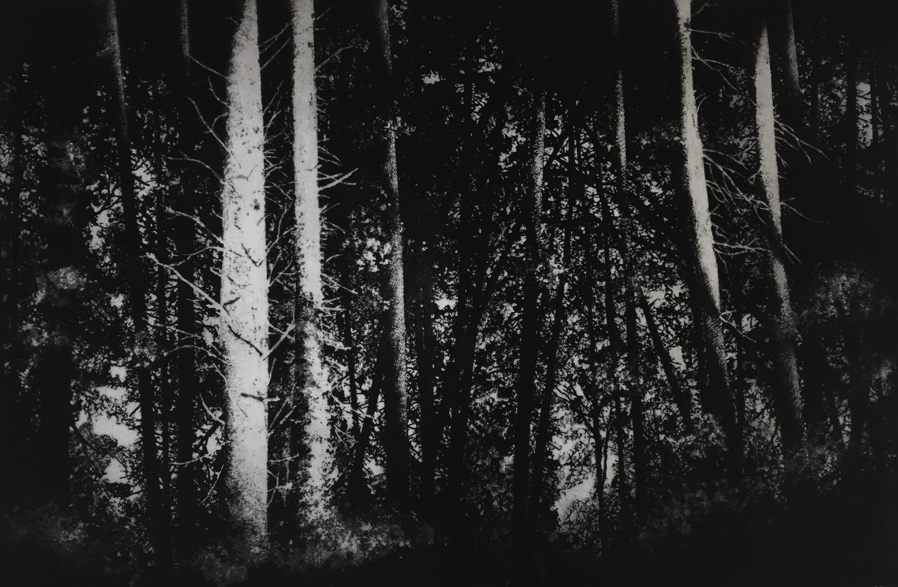 Blaze Cyan, Tisbury Woods, 2020