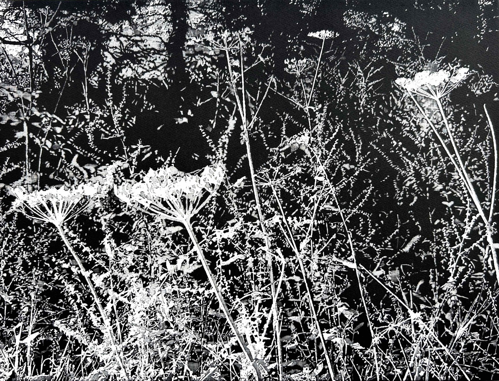 Trevor Price, Undergrowth, 2023