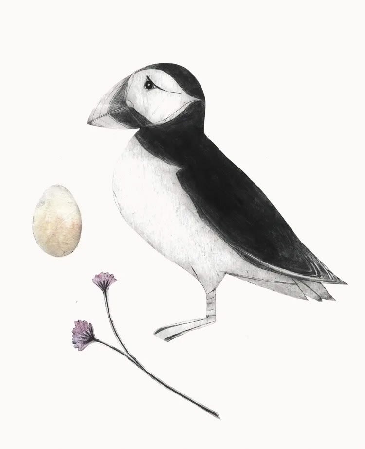 Beatrice Forshall, Puffin