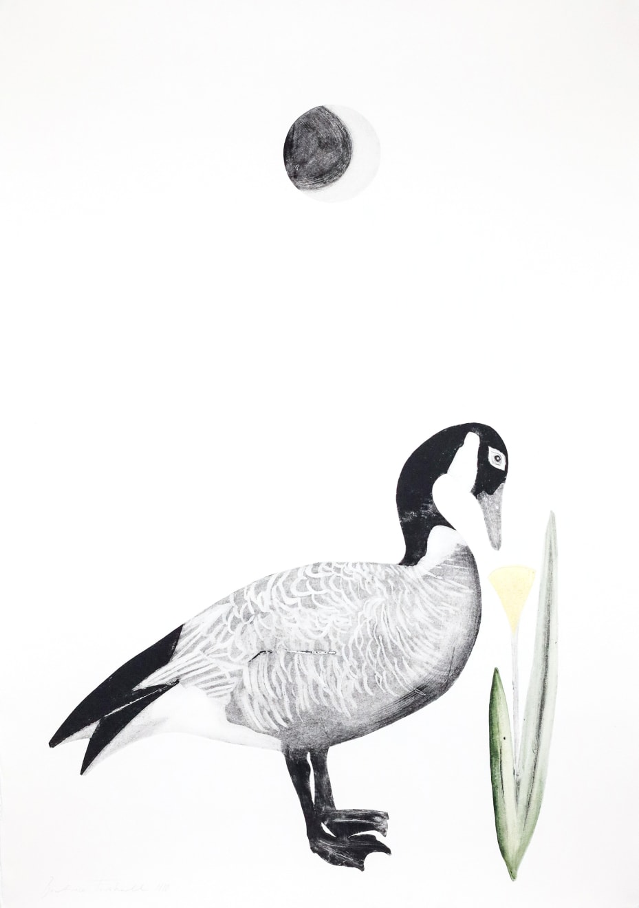 Beatrice Forshall, Canada Goose