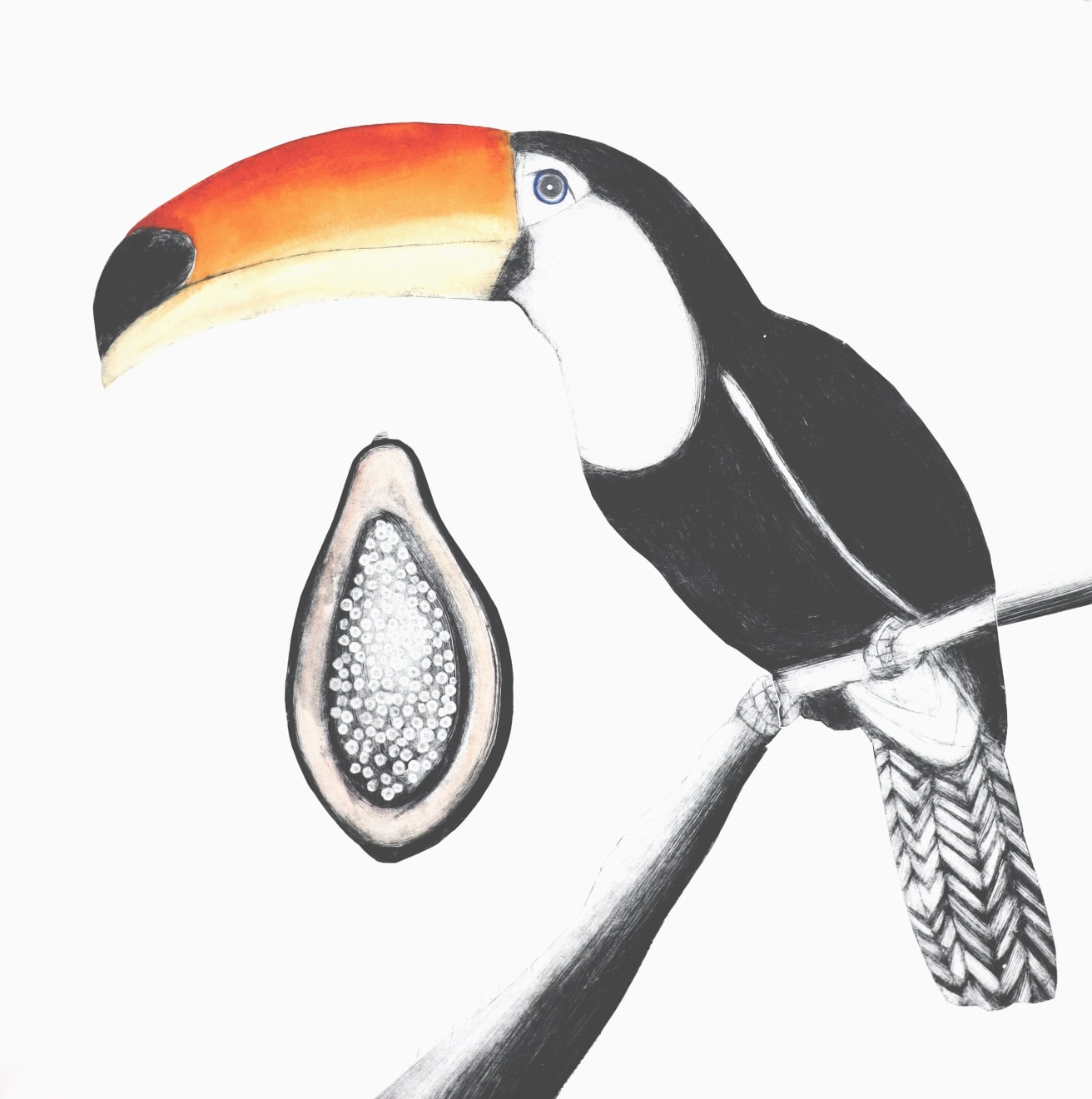Beatrice Forshall, Toco Toucan